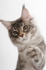 Picture of Blue Silver Classic Tabby Maine Coon