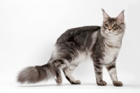 Picture of Blue Silver Classic Tabby Maine Coon