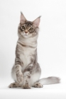 Picture of Blue Silver Classic Tabby Maine Coon