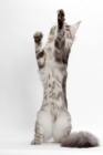 Picture of Blue Silver Classic Tabby Maine Coon, reaching up