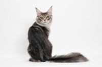 Picture of Blue Silver Classic Tabby Maine Coon