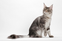 Picture of Blue Silver Classic Tabby Maine Coon