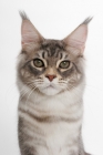 Picture of Blue Silver Classic Tabby Maine Coon