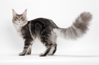 Picture of Blue Silver Classic Tabby Maine Coon
