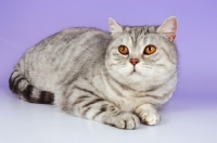 Picture of blue silver spotted british shorthair cat