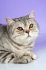 Picture of blue silver spotted british shorthair cat portrait