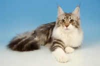 Picture of blue silver tabby maine coon, lying