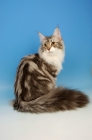 Picture of blue silver tabby maine coon, sitting