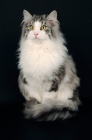 Picture of blue silver tabby norwegian forest cat