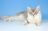 Picture of blue silver tiffanie cat lying down