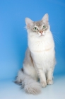 Picture of blue silver tiffanie cat 