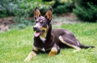 Picture of blue smoke Australian Kelpie