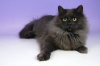 Picture of blue smoke siberian cat, lying down