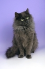 Picture of blue smoke siberian cat