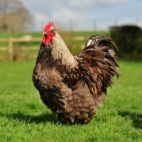 Picture of blue spangled orpington cockerel