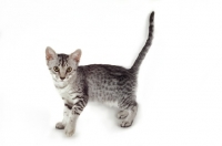 Picture of blue spotted British Shorthair kitten
