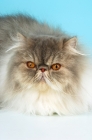 Picture of blue tabby and white persian cat, portrait
