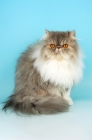 Picture of blue tabby and white persian cat