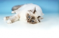 Picture of blue tabby Birman, lying down