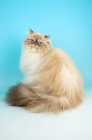 Picture of blue tabby colourpoint cat. (Aka: Persian or Himalayan)
