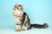 Picture of blue tabby norwegian forest cat, sitting down