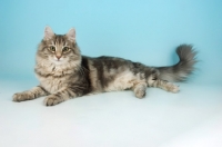 Picture of blue tabby norwegian forest cat