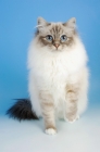 Picture of blue tabby point birman cat front view