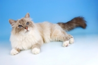 Picture of blue tabby point birman cat lying down