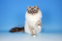Picture of blue tabby point birman cat, one leg up