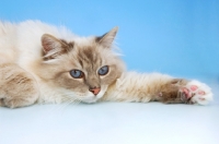 Picture of blue tabby point birman resting
