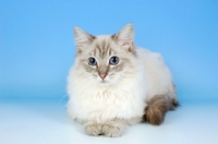 Picture of blue tabby point ragdoll cat, lying down