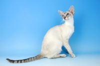 Picture of blue tabby point siamese cat, sitting down