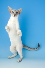 Picture of blue tabby point siamese cat standing on hind legs