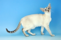 Picture of blue tabby point siamese cat 