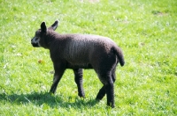 Picture of blue Texel lamb (aka Texelaar)