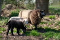 Picture of blue Texel sheep (aka Texelaar) with her lambs