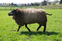 Picture of Blue Texel sheep (also known as Texelaar)