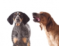 Picture of blue tick and red tick coonhounds, portraits