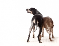 Picture of blue tick and red tick coonhounds, back view