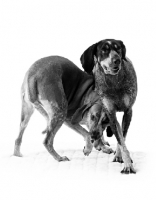 Picture of blue tick and red tick coonhounds