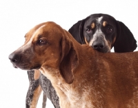 Picture of blue tick and red tick coonhounds