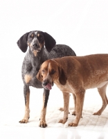 Picture of blue tick and red tick coonhounds together