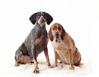 Picture of blue tick and red tick coonhounds