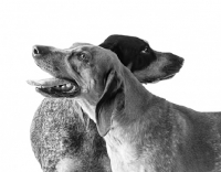 Picture of blue tick and red tick coonhounds