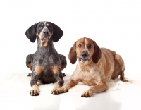 Picture of blue tick and red tick coonhounds, lying down