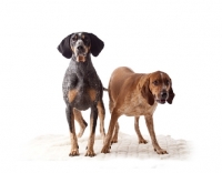 Picture of blue tick and red tick coonhounds