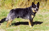 Picture of blue tick Australian Cattle Dog, side view