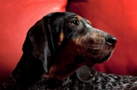 Picture of blue tick coonhound lying on red sofa