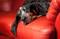 Picture of Blue tick coonhound sleeping on red couch