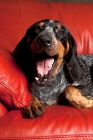 Picture of blue tick coonhound yawning
